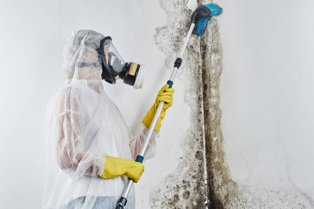 Best Post-Flood Mold Remediation in Luxora, AR