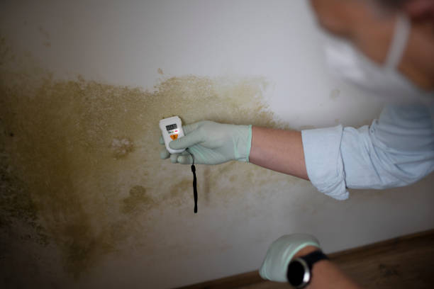 Best Mold Testing and Inspection Services in Luxora, AR