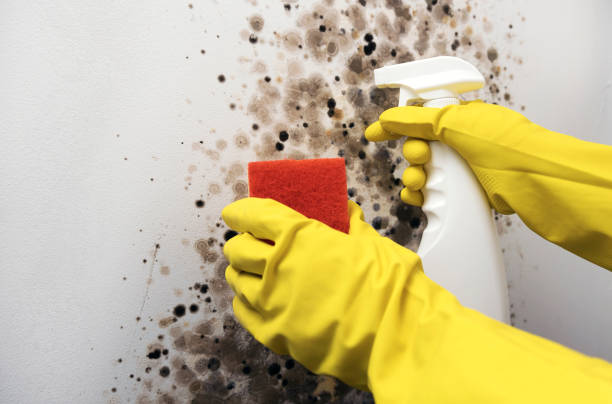 Best Kitchen Mold Remediation in Luxora, AR