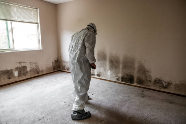Best Preventive Mold Services in Luxora, AR