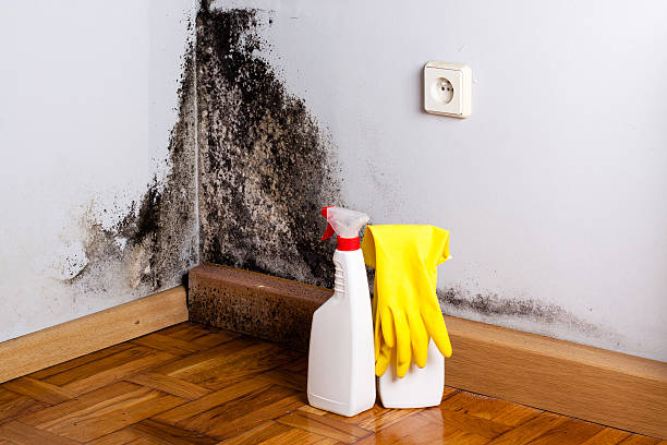 Best Emergency Mold Remediation in Luxora, AR